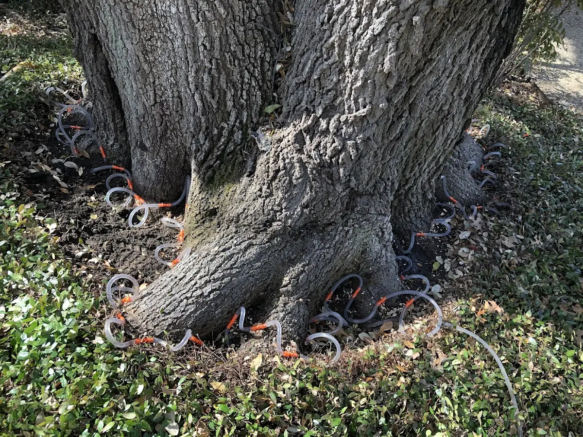Detailed Tree Cabling and Bracing job site in Mount Pulaski